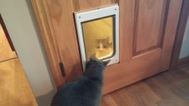 Как сделать дверку для кошки в двери?