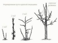 Как сделать штамбовое дерево своими руками?