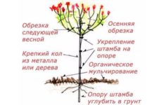 Как сделать штамбовое дерево своими руками?